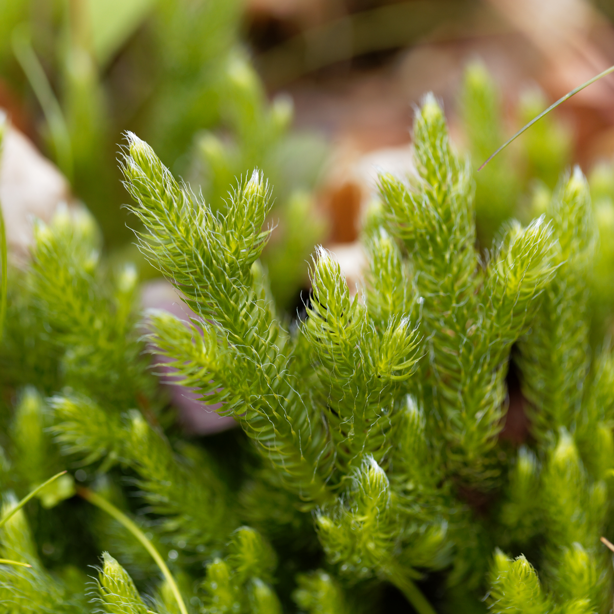 Common Clubmoss Herb