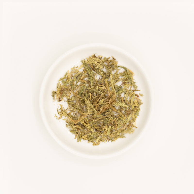 Common Clubmoss Herb (Lycopodium japonicum) – Chinese traditional medicine (TCM) herb in white ceramic dish, white background flat lay studio photograph