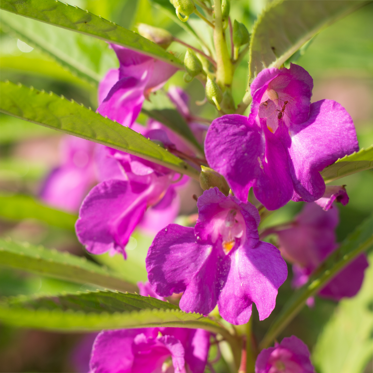 Garden Balsam Stem