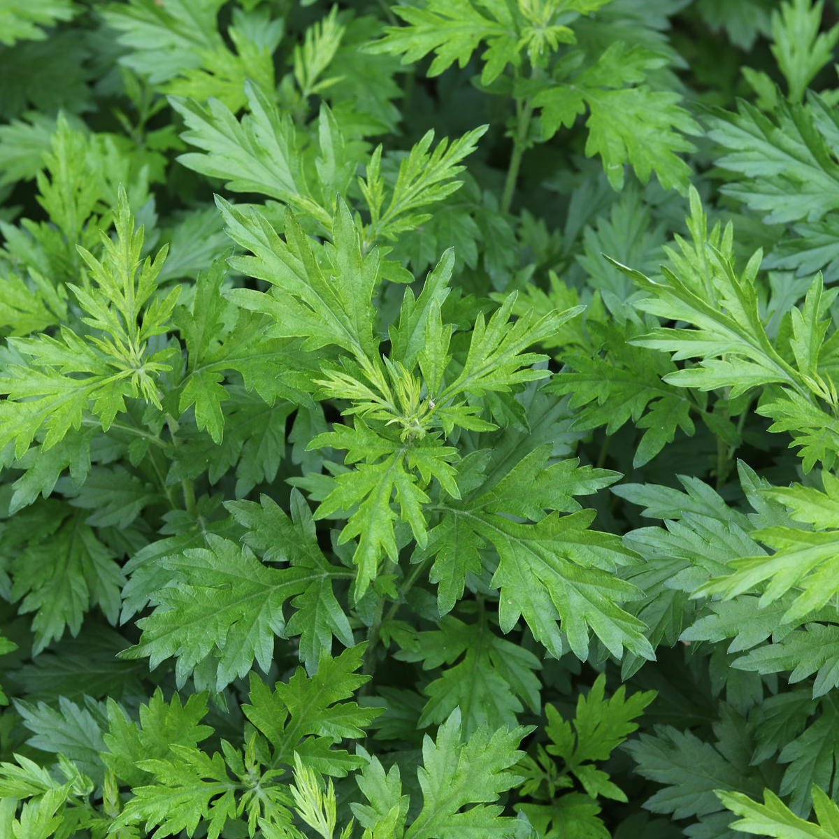Mugwort Leaf