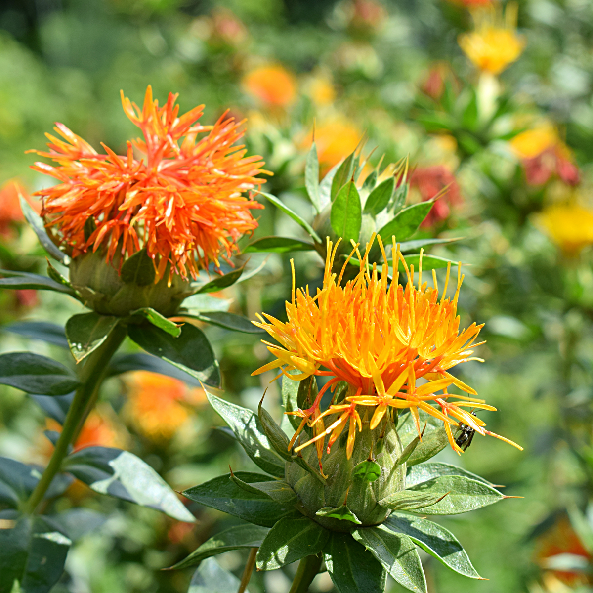 Safflower