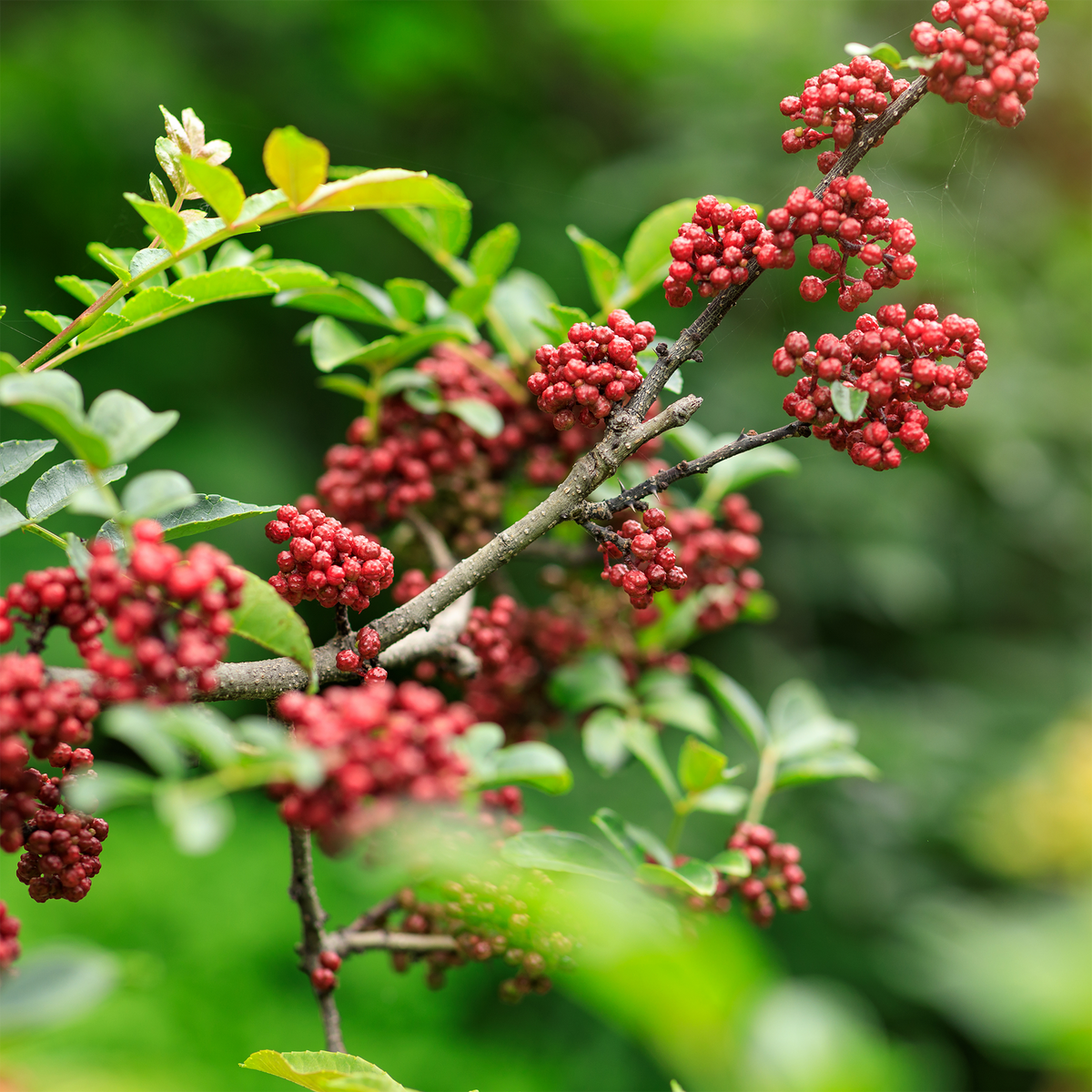 Sichuan Pepper