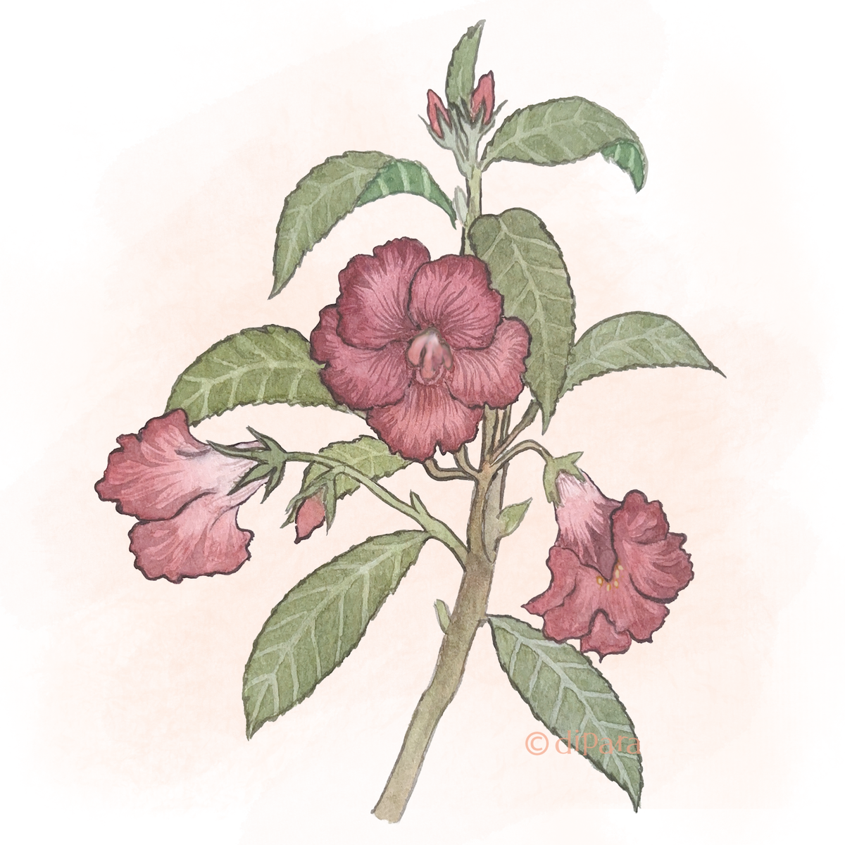 Hand-drawn Watercolor Illustration of Balsam (Impatiens balsamina)