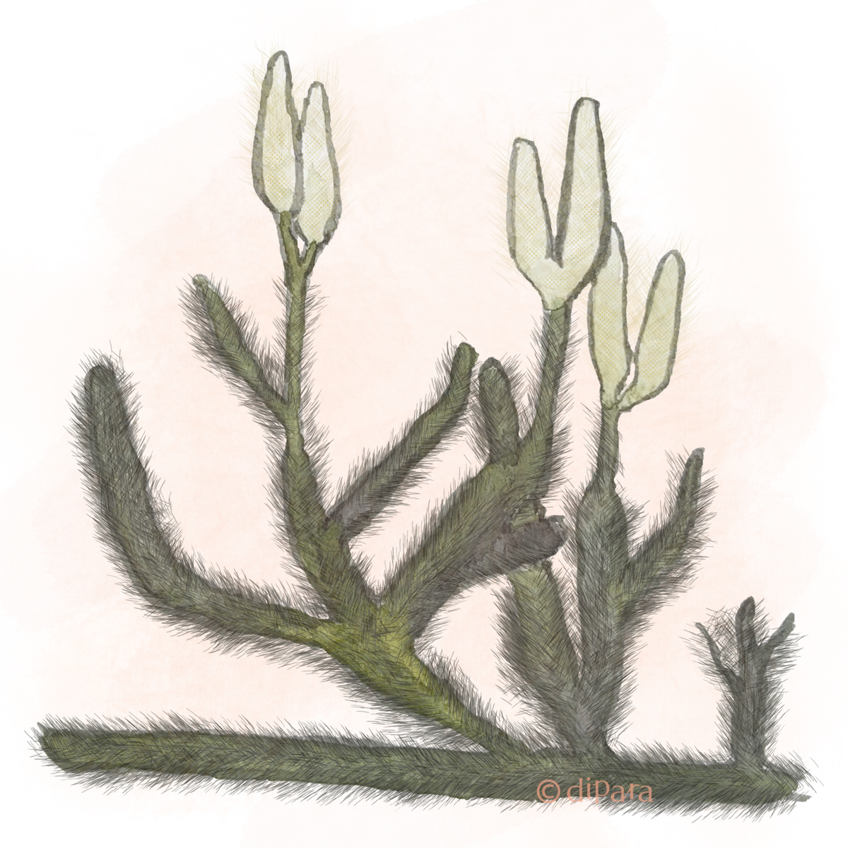 Hand-drawn Watercolor Illustration of Common Clubmoss Herb (Selaginella tamariscina)