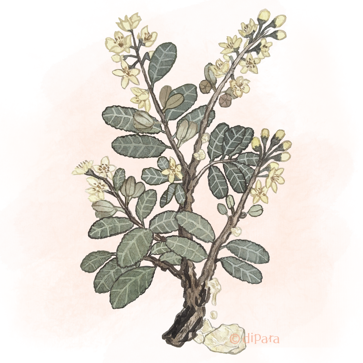 Hand-drawn Watercolor Illustration of Frankincense (Boswellia sacra)