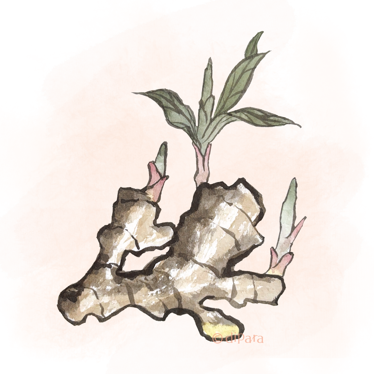 Hand-drawn Watercolor Illustration of Ginger (Zingiber officinale)