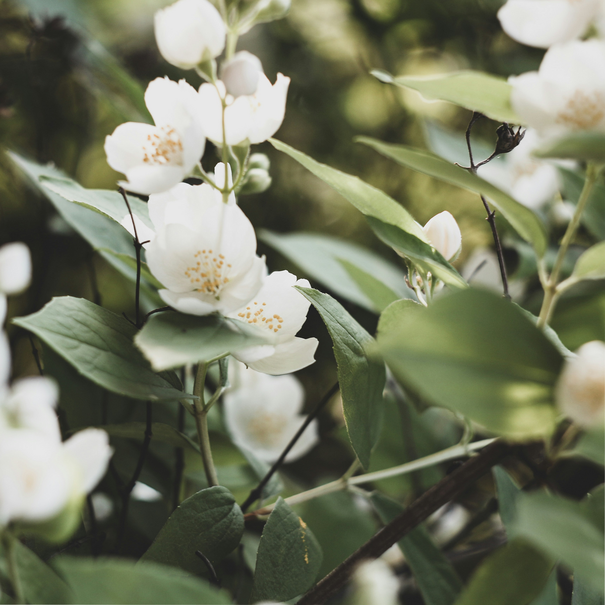 Jasmine Flower