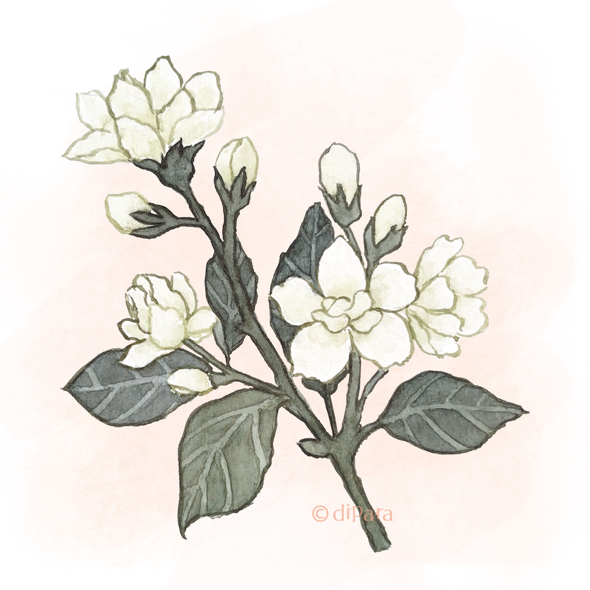Hand-drawn Watercolor Illustration of Jasmine (Jasminum officinale)