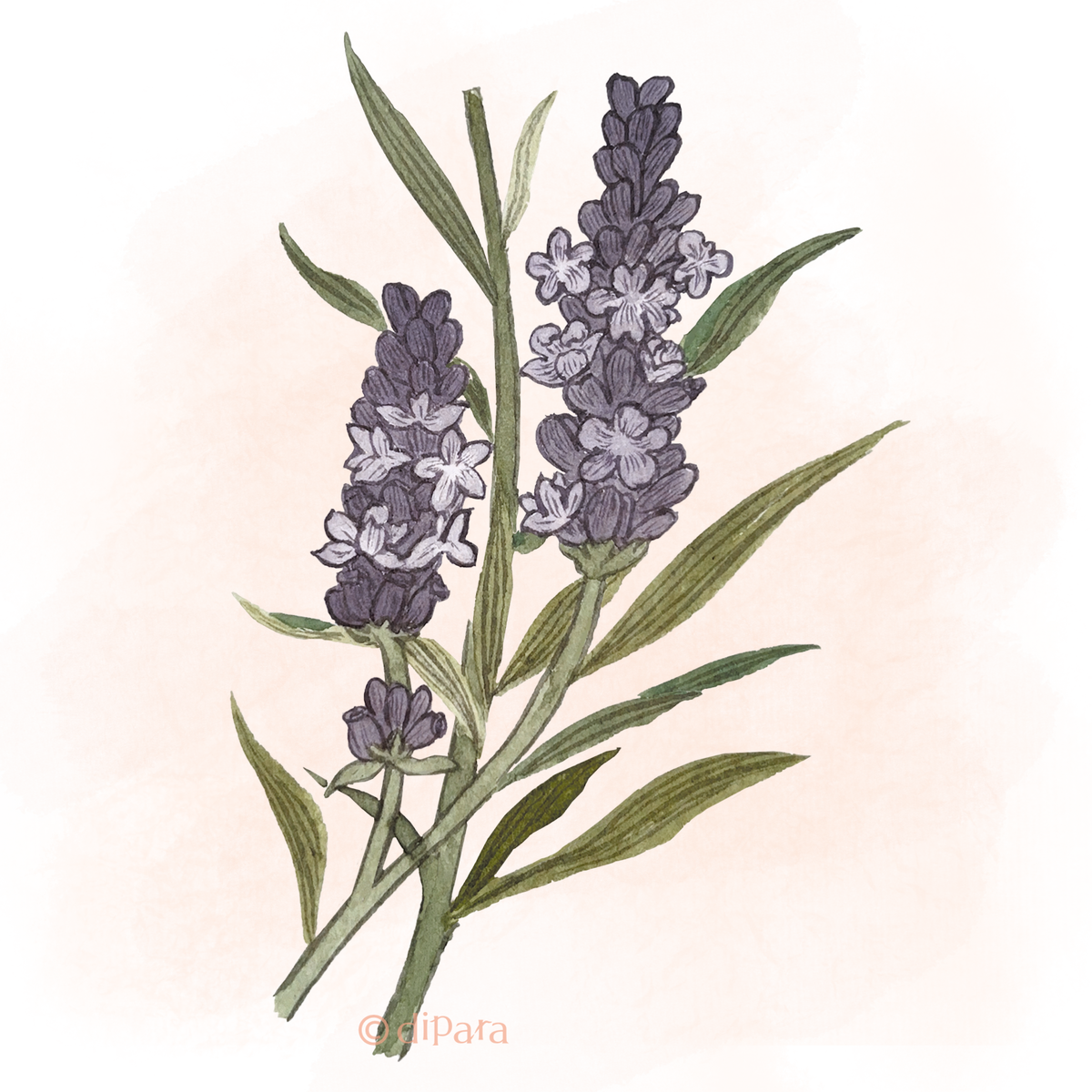 Hand-drawn Watercolor Illustration of Lavender (Lavandula angustifolia)