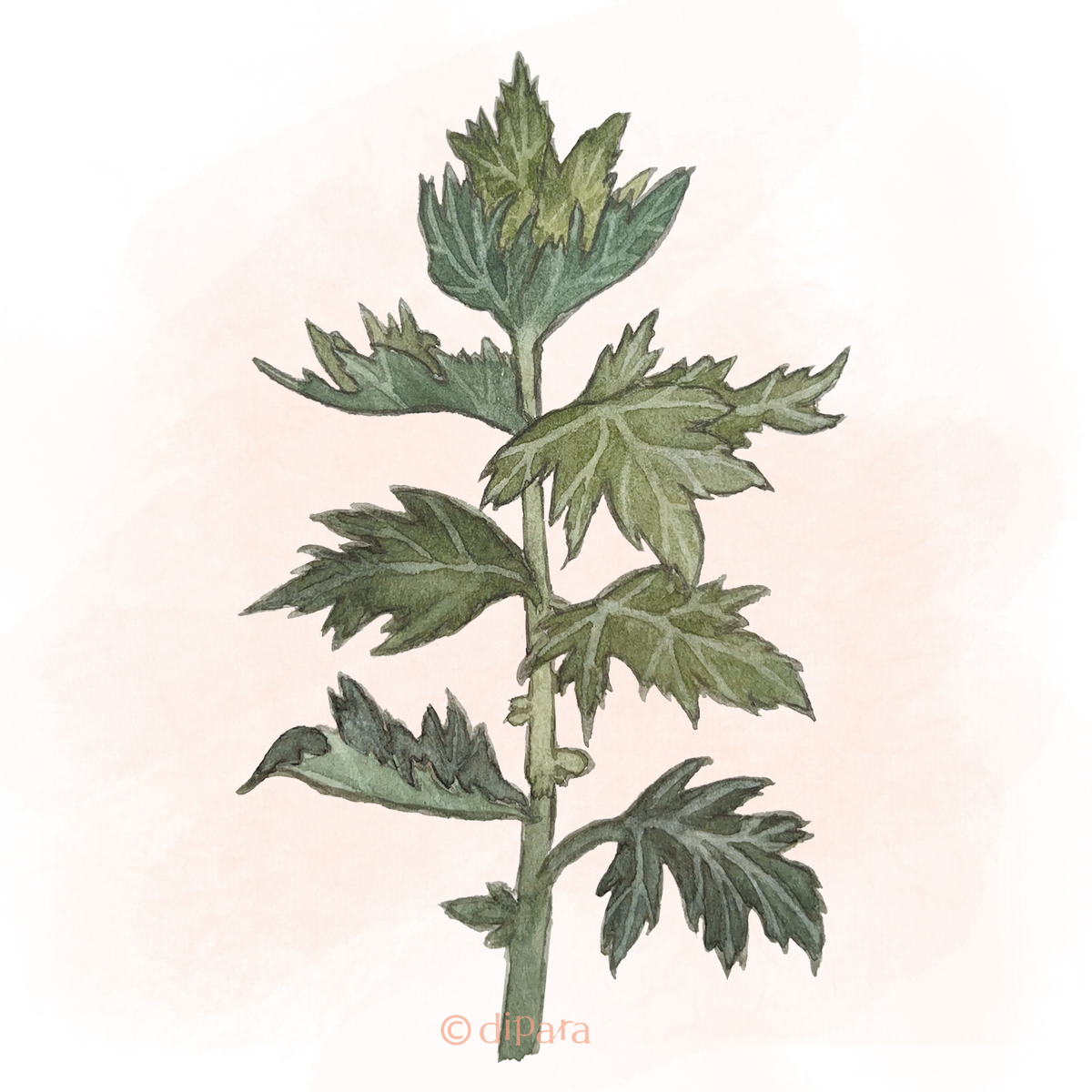 Hand-drawn Watercolor Illustration of Mugwort (Artemisia argyi)
