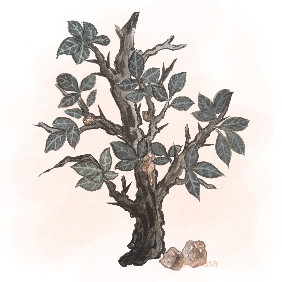 Hand-drawn Watercolor Illustration of Myrrh (Commiphora myrrha)