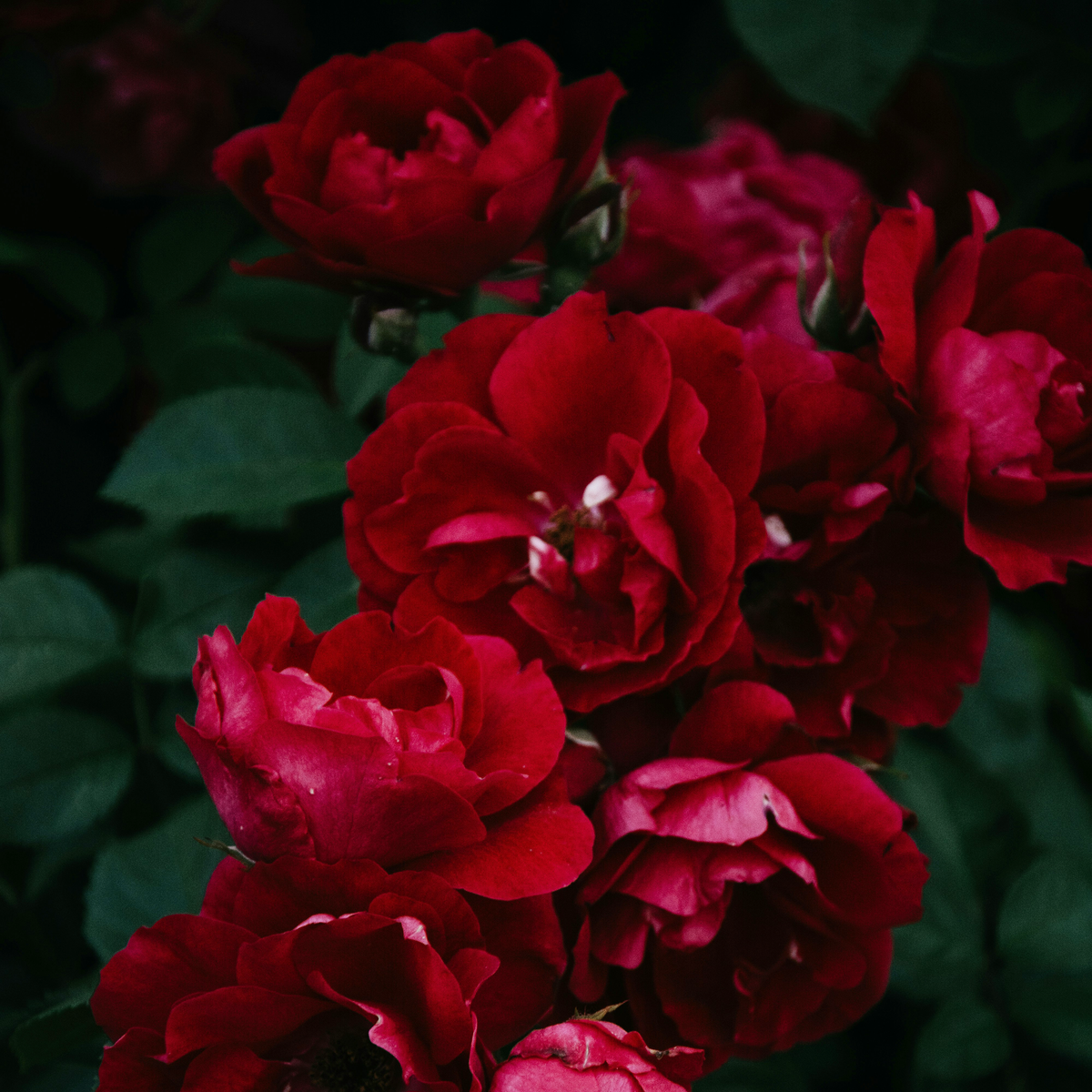 Rose Flower