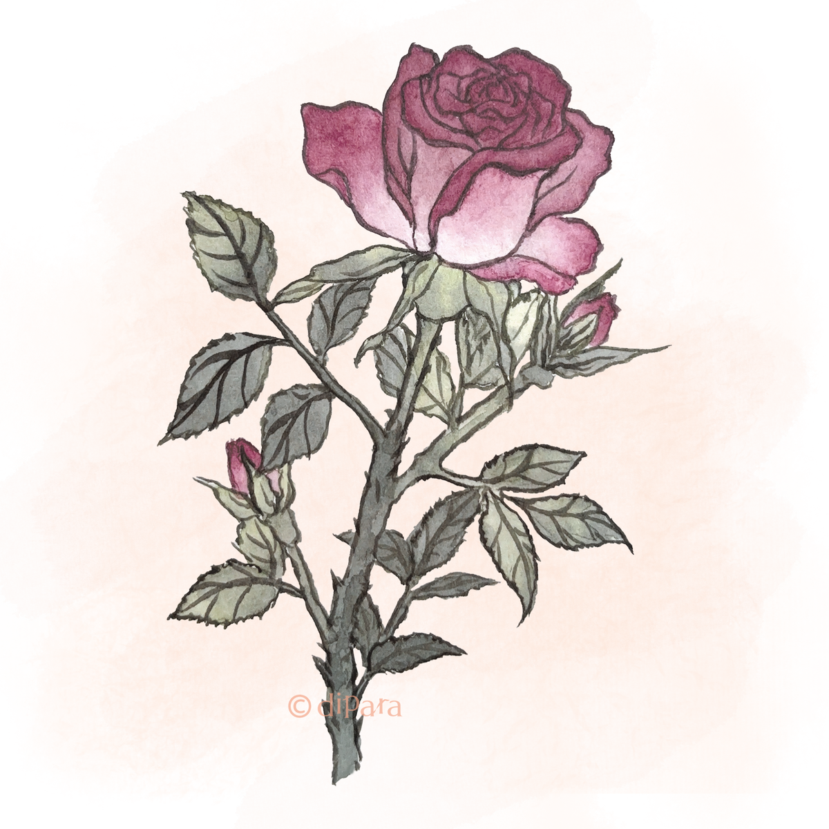 Hand-drawn Watercolor Illustration of Rose (Rosa spp.)