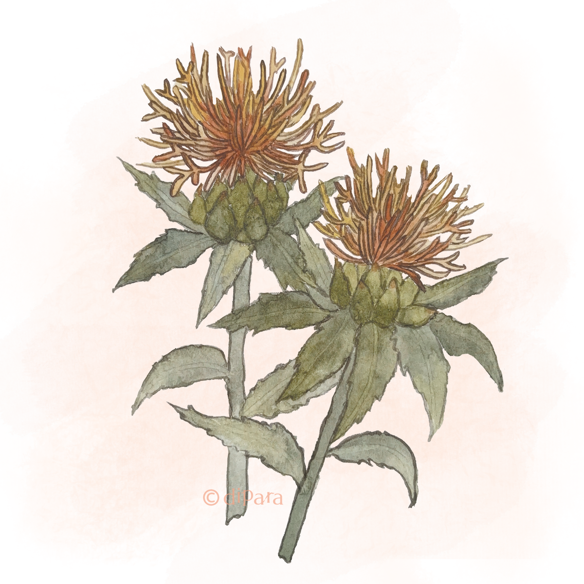 Hand-drawn Watercolor Illustration of Safflower (Carthamus tinctorius)