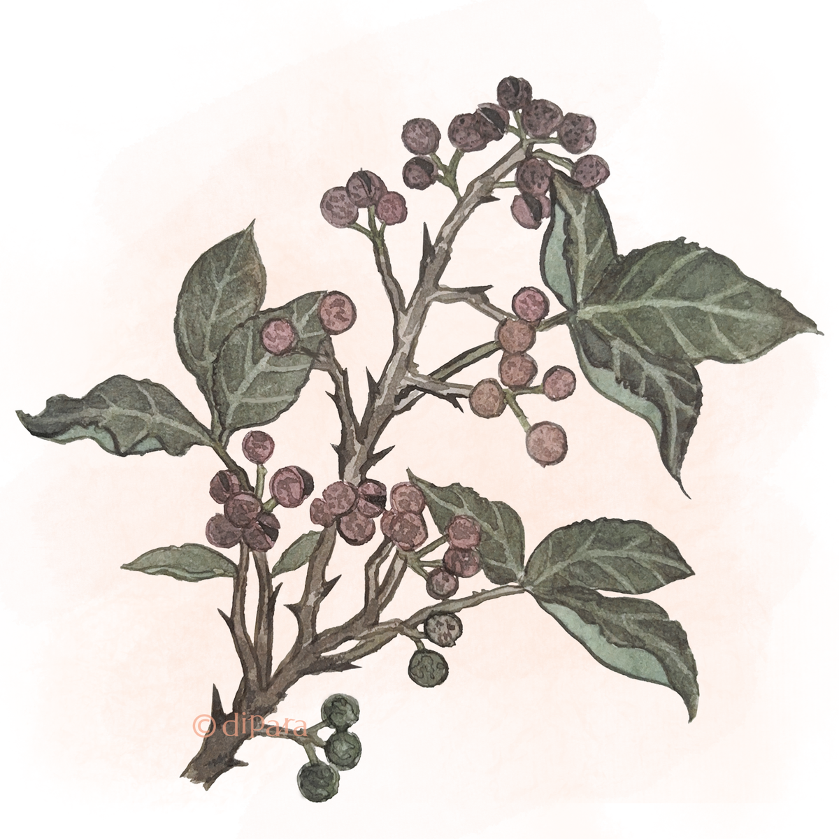 Hand-drawn Watercolor Illustration of Sichuan Pepper (Zanthoxylum simulans)